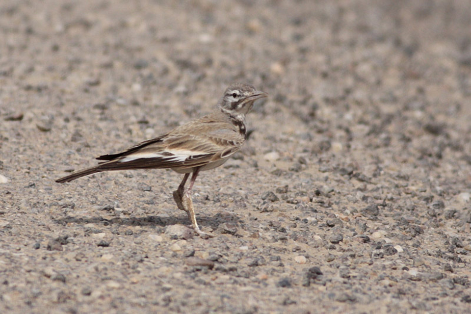 Greater Hoopoe-Lark (Alaemon alaudipes)