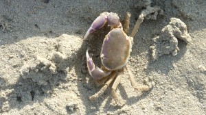 Mangrove crab