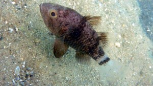 Striped Cardinalfish