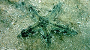 Comb Star