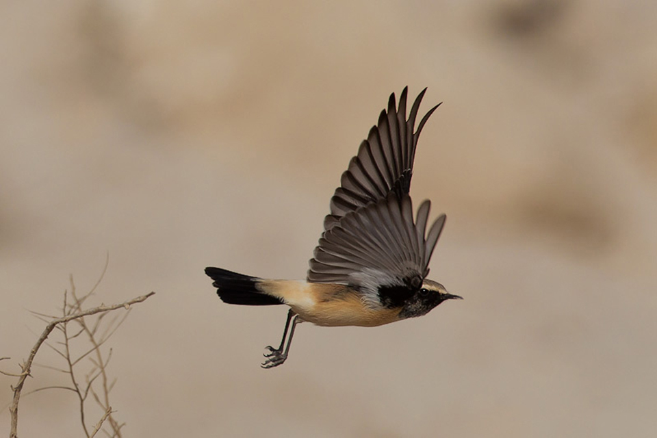Desert Wheatear (Oenanthe deserti)