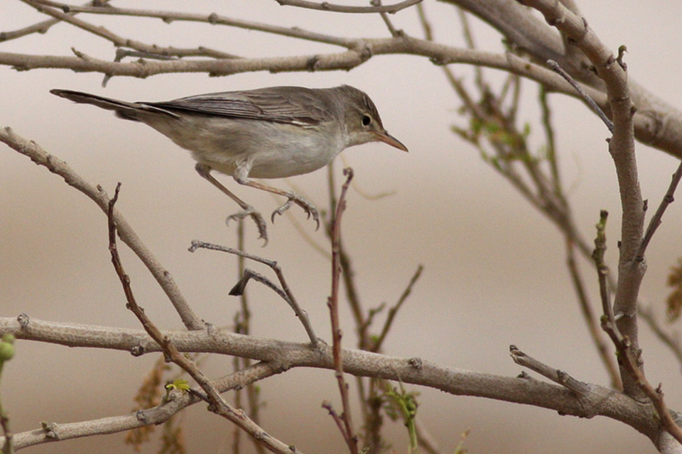 Eastern Olivaceous Warbler (Iduna Pallida)