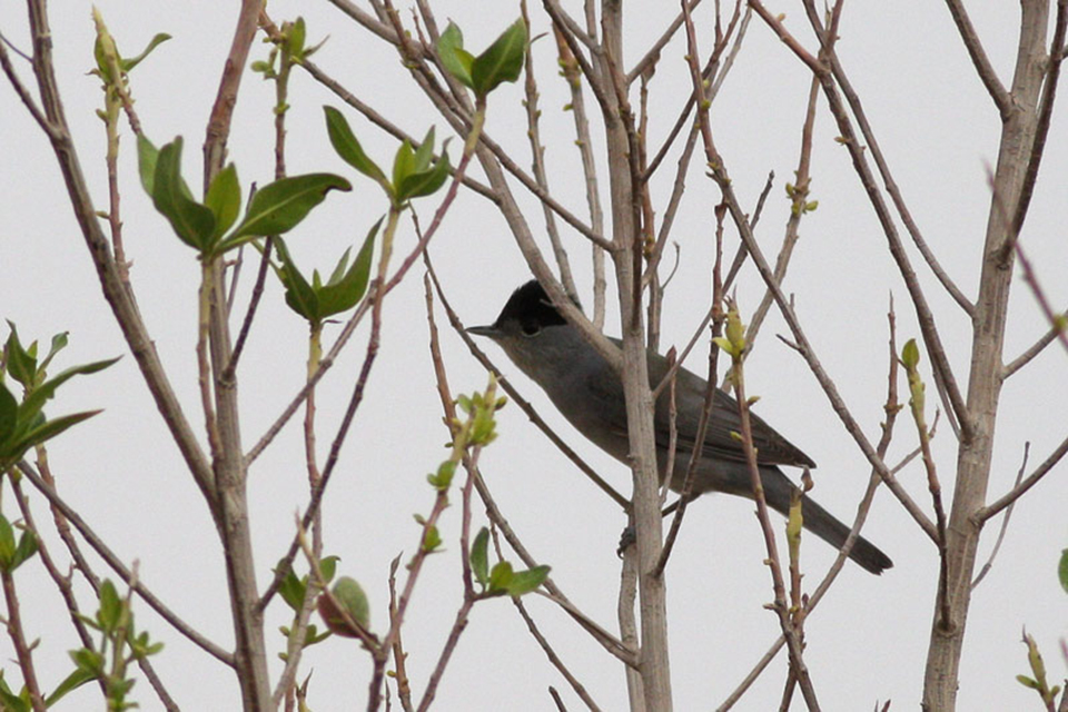 Male Eurasian Blackcap (Sulvia atricapilla)
