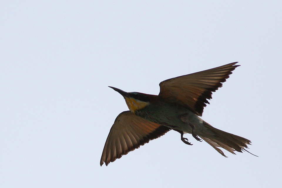 European Bee-eater (Merops Apiaster)