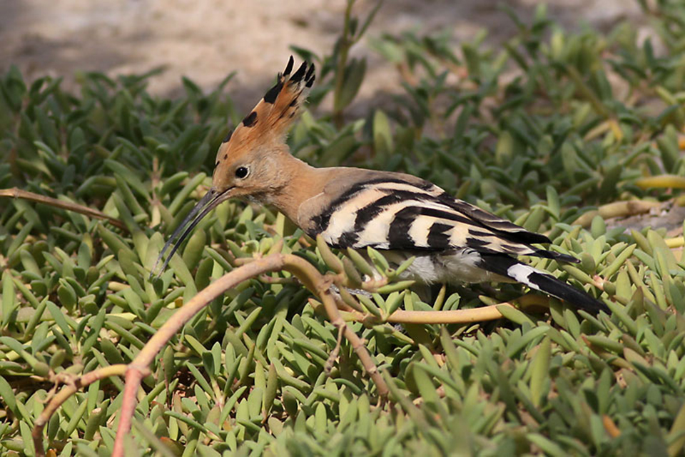 Eurasian Hoopoe (Upupa epops)