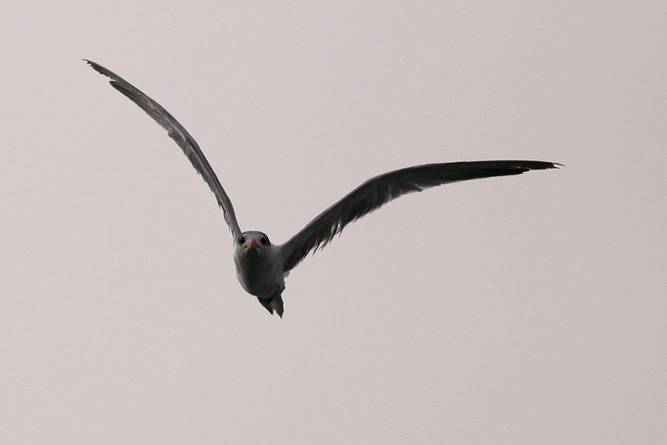 Lesser Crested  Tern (Sterna bengalensis)