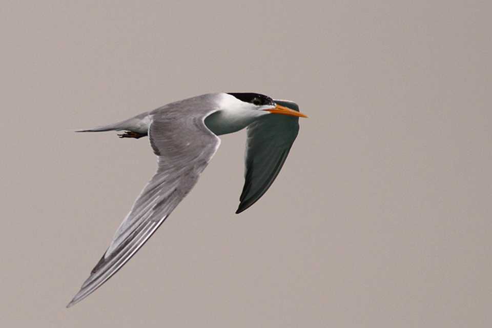 Lesser Crested  Tern (Sterna bengalensis)