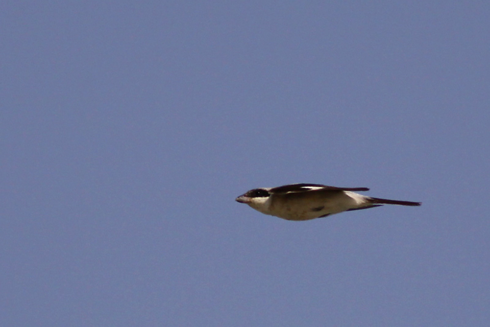 Lesser Grey Shrike (Lanius minor)