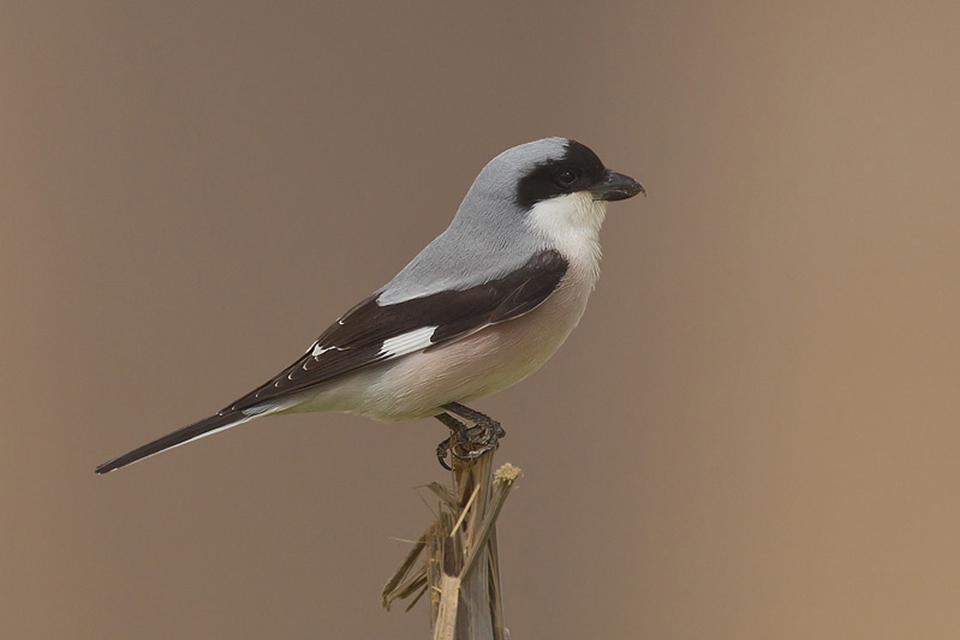 Lesser Grey Shrike (Lanius minor)