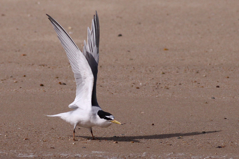 Little Tern (Sternula albifrons)