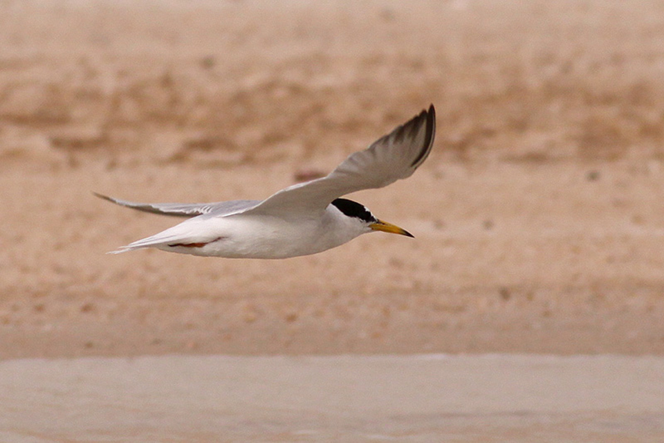 Little Tern (Sternula albifrons)