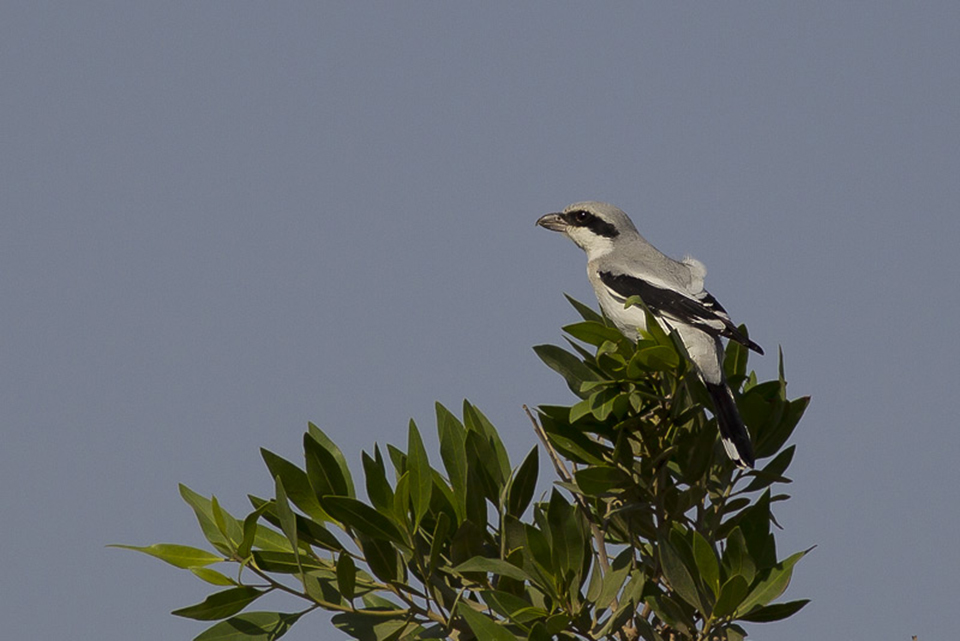 Mauryan Grey Shrike (Lanius lahtora pallidirostris)