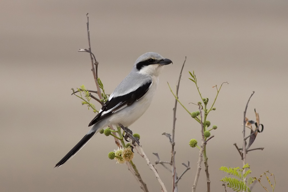 Mauryan Grey Shrike (Lanius lahtora pallidirostris)