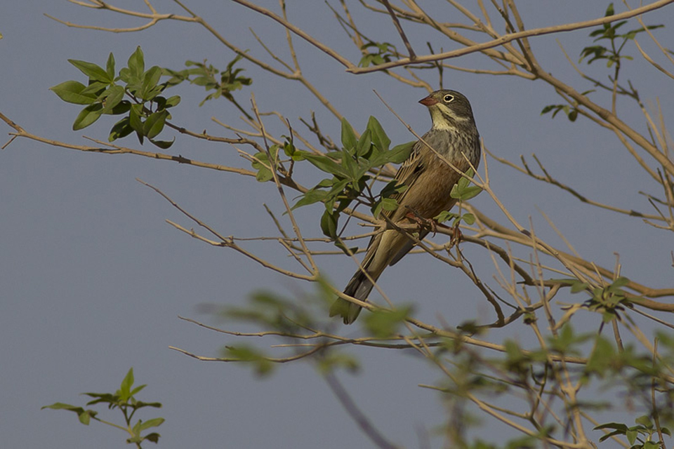 Female Ortolan Bunting (Emberiza hortulana)