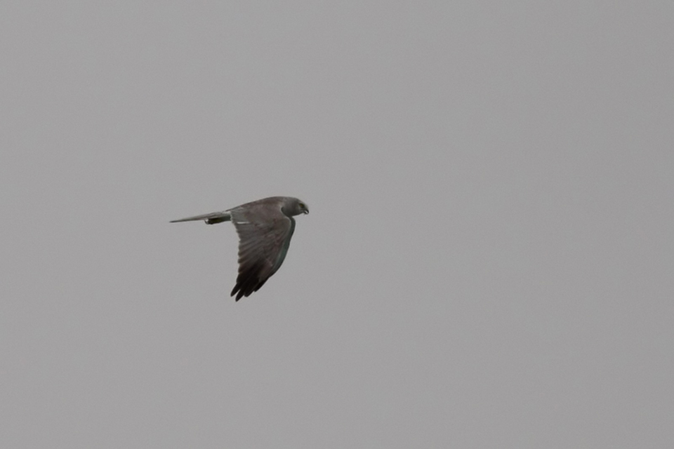 Pallid Harrier (Circus macrourus)