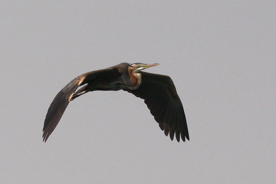Purple Heron (Andrea purpurea)