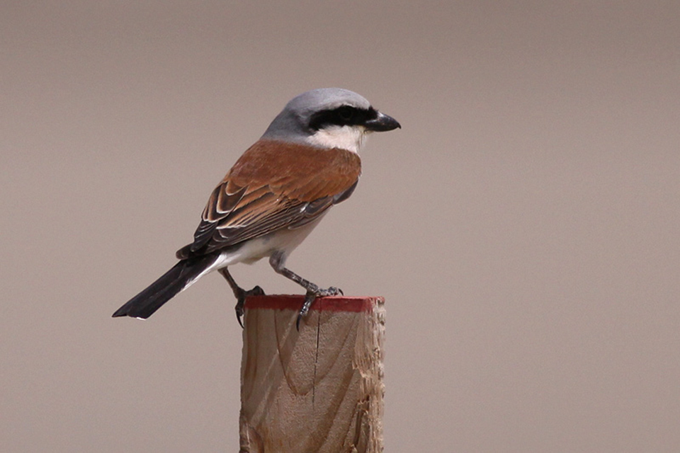 Male Red-Backed Shrike (Lanius collurio)