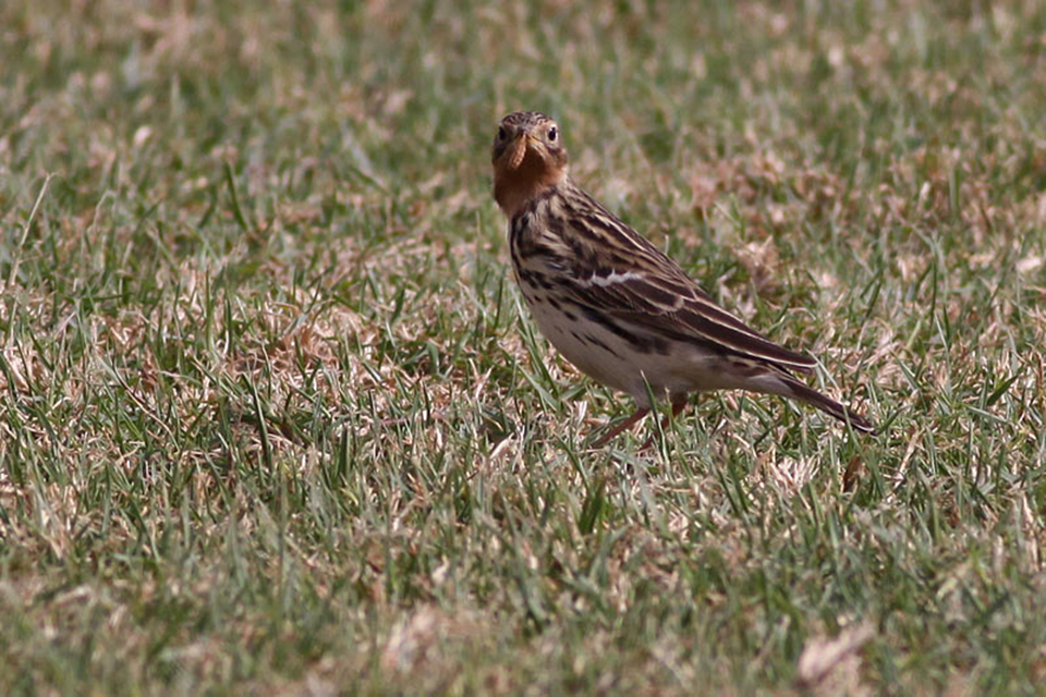 Red-Throated Pipit (Anthus cervinus)