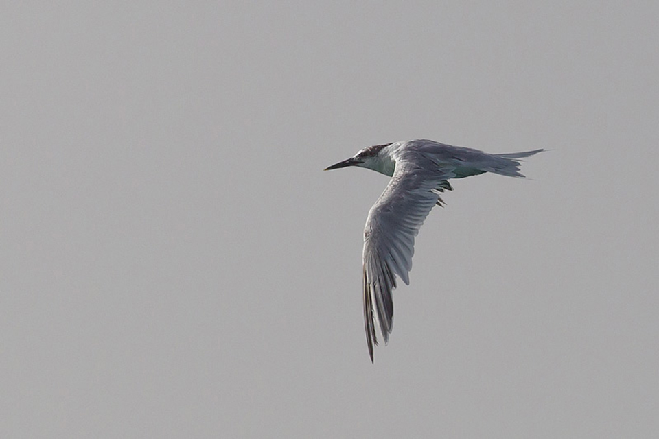 Sandwich Tern (Sterna sandvicensis)