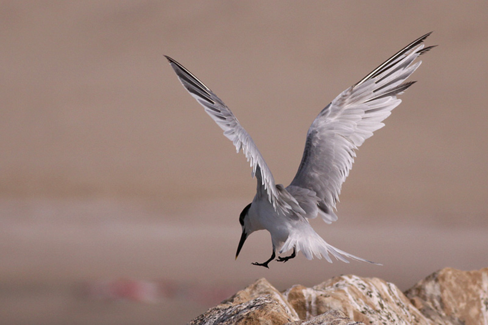 Sandwich Tern (Sterna sandvicensis)