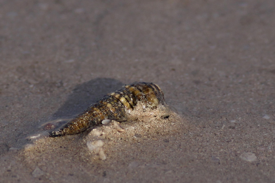 Snail