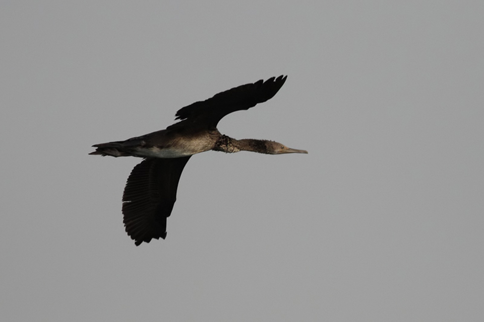 Socotra Cormorant (Phalacrocorax nigrogularis)
