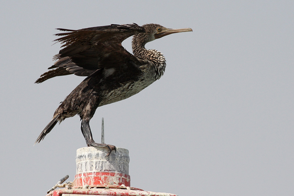 Socotra Cormorant (Phalacrocorax nigrogularis)
