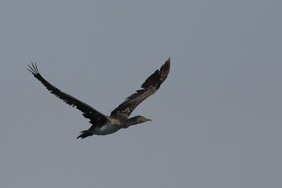 Socotra Cormorant (Phalacrocorax nigrogularis)