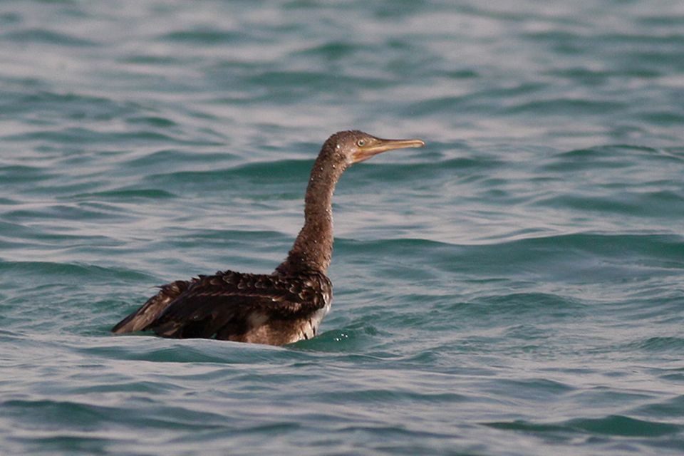 Socotra Cormorant (Phalacrocorax nigrogularis)