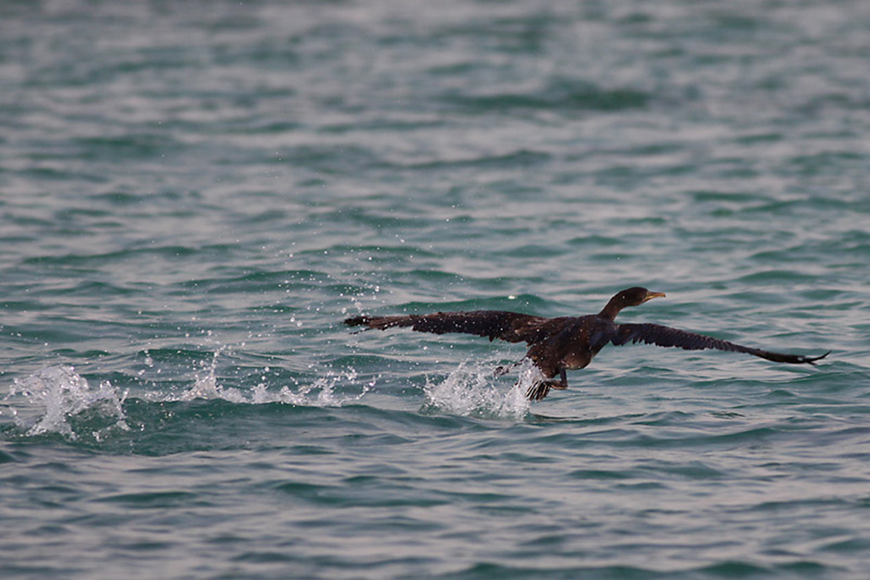 Socotra Cormorant (Phalacrocorax nigrogularis)