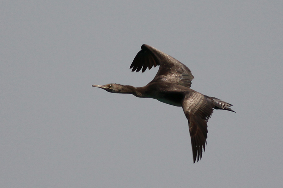Socotra Cormorant (Phalacrocorax nigrogularis)