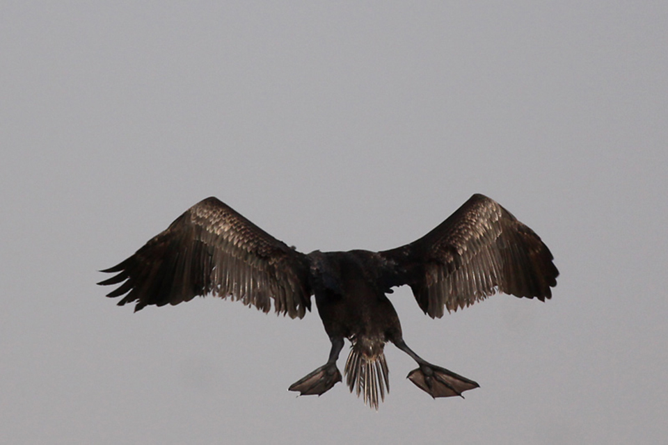 Socotra Cormorant (Phalacrocorax nigrogularis)