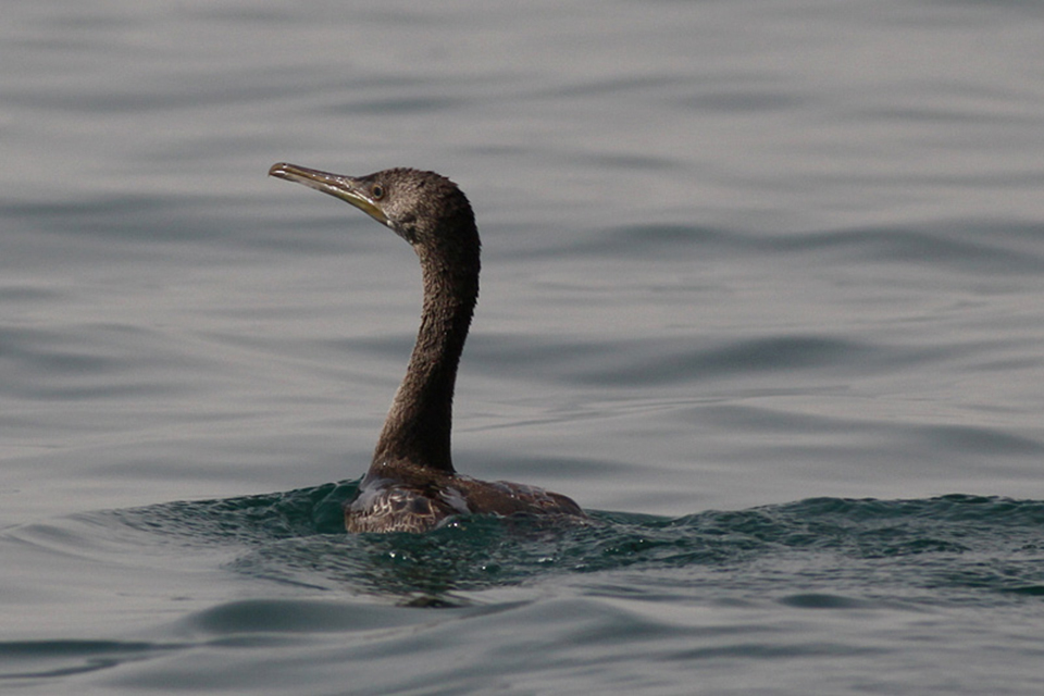 Socotra Cormorant (Phalacrocorax nigrogularis)