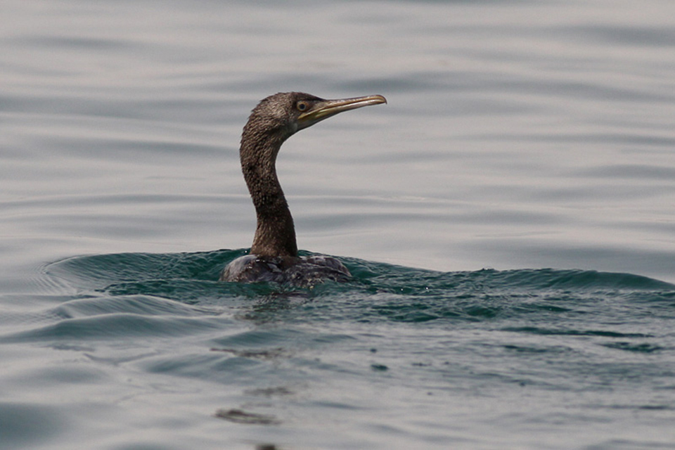 Socotra Cormorant (Phalacrocorax nigrogularis)