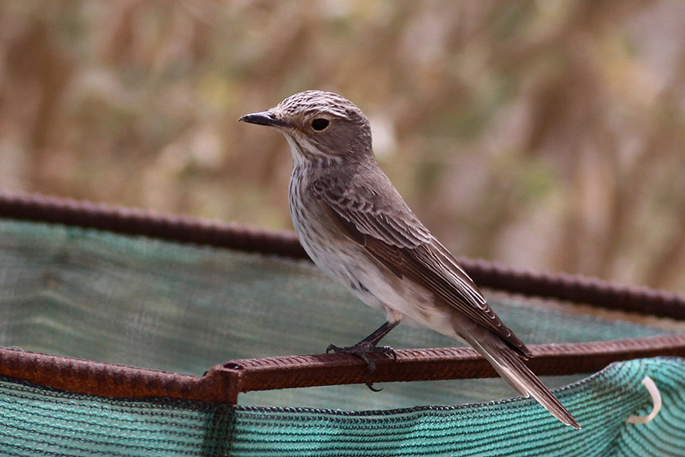 Spotted Flycatcher ( Muscicapa striata)
