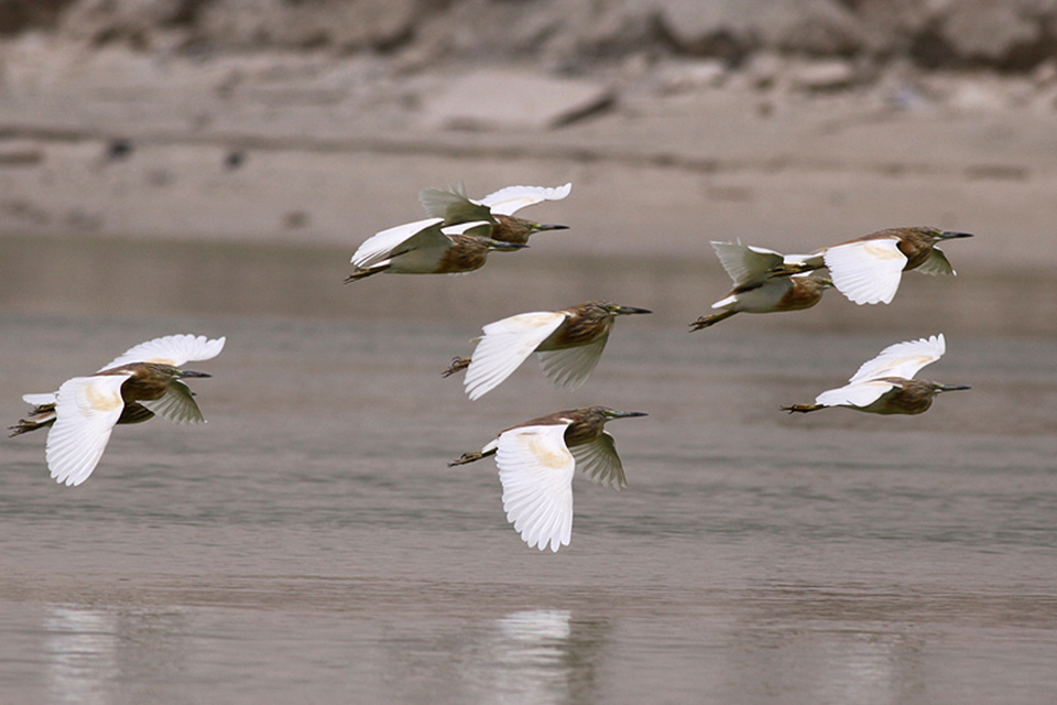 Squacco Heron (Ardeola ralloides)