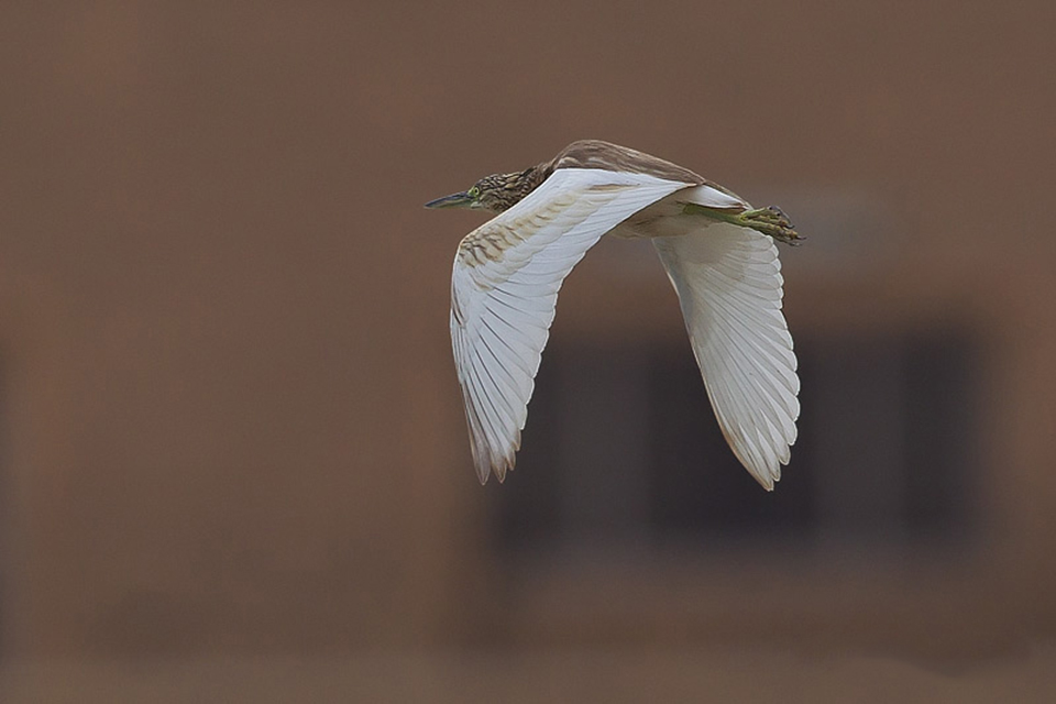 Squacco Heron (Ardeola ralloides)