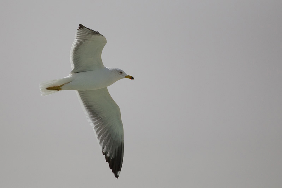 Steppe Gull (Larus f. barabensis)