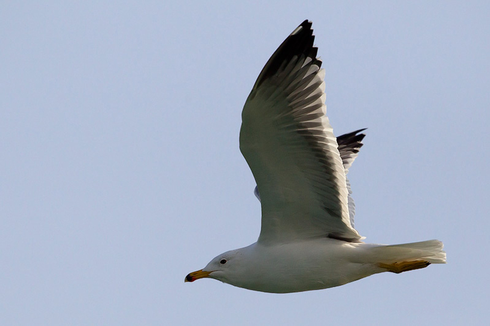 Steppe Gull (Larus f. barabensis)