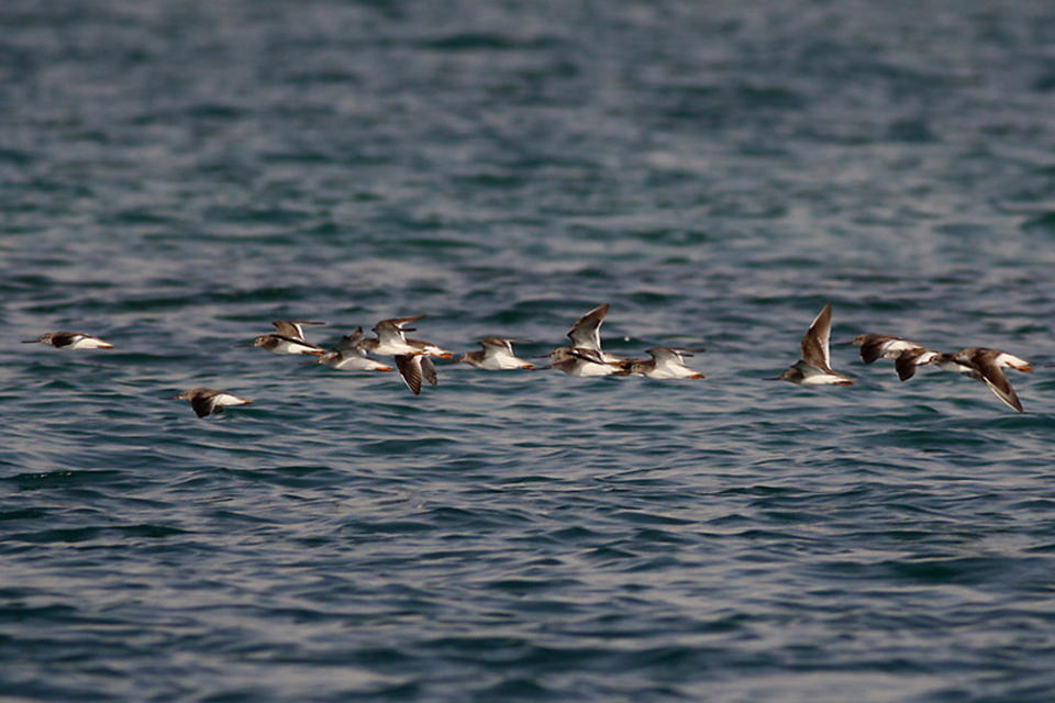 Terek Sandpiper (Xenus cinereus)