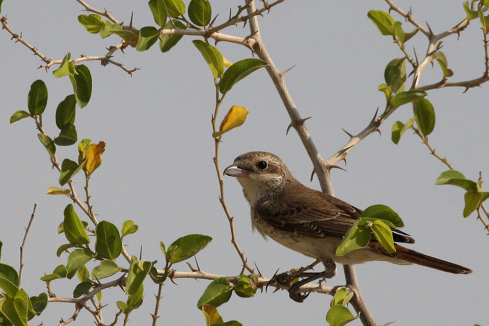 1st Year Red-backed Shrike (Lanius collurio)