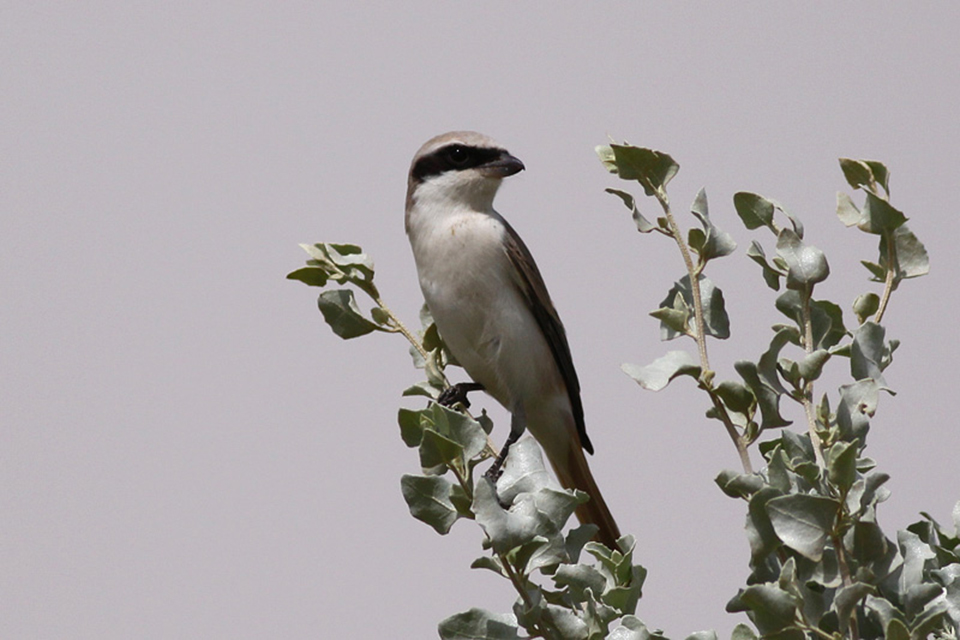 Turkestan Shrike (Lanius phoenicuroides)
