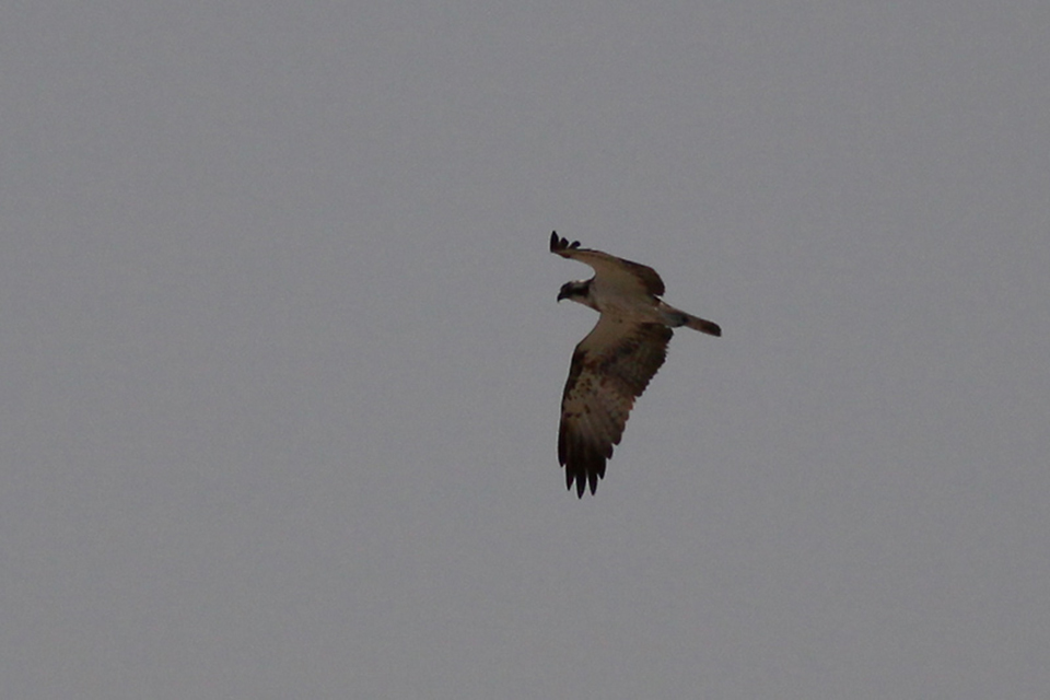 Western Osprey (Pandion haliaetus)