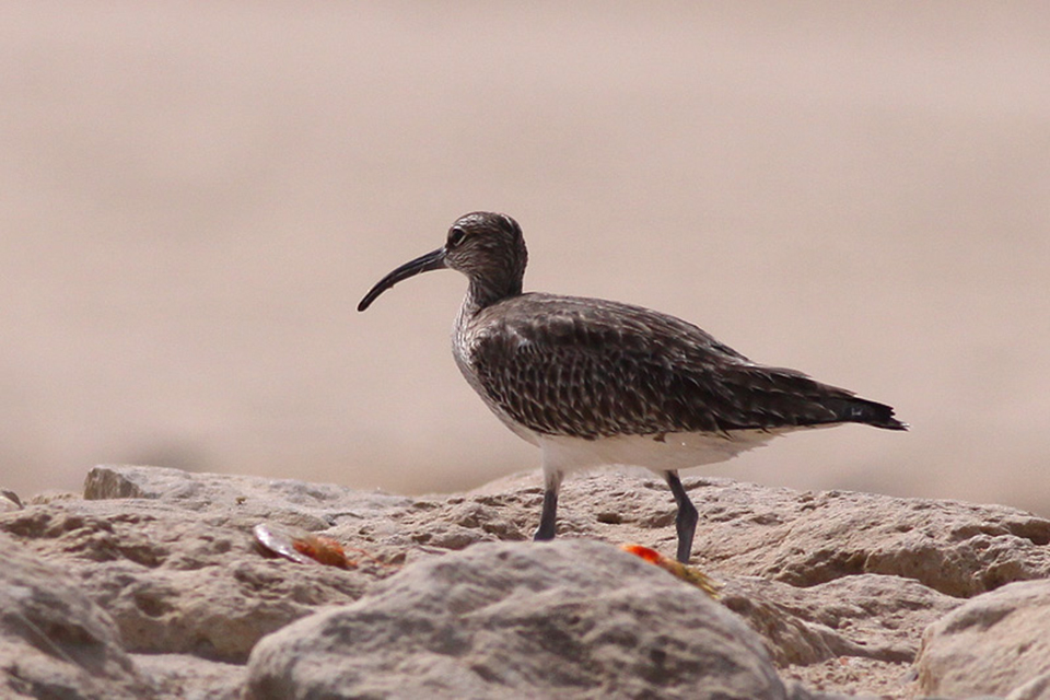 Whimbrel (Numenius phaeopus)