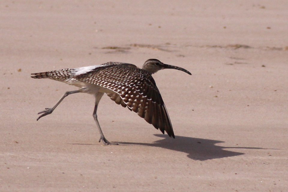 Whimbrel (Numenius phaeopus)