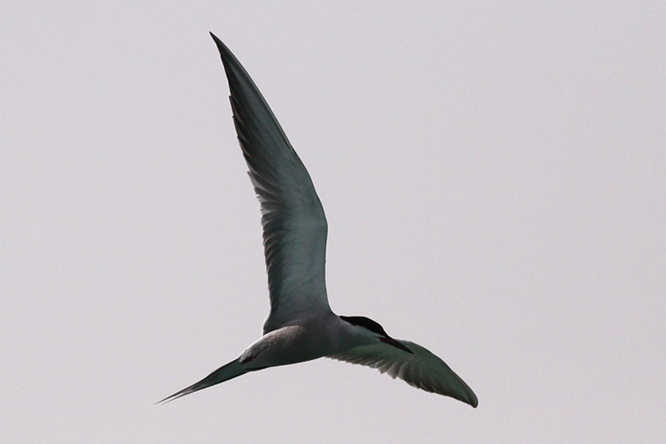 White-Cheeked Tern (Sternula albifrons)