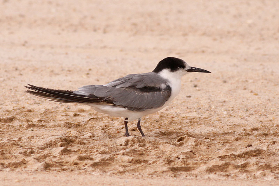 White-Cheeked Tern (Sternula albifrons)