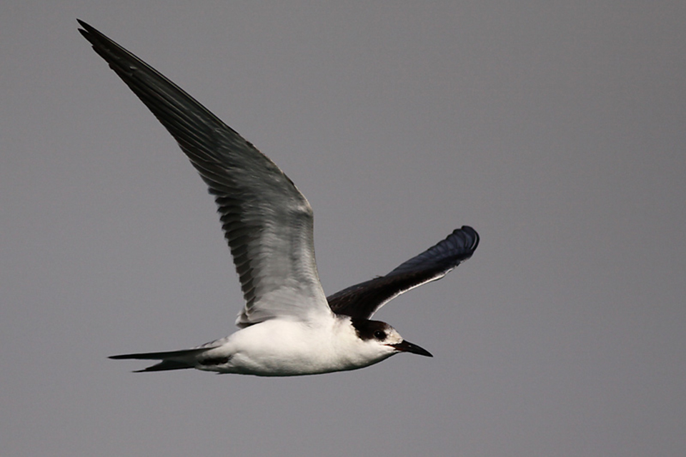 White-Cheeked Tern (Sternula albifrons)
