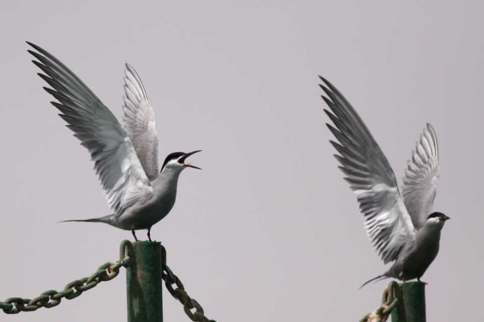White-Cheeked Tern (Sternula albifrons)
