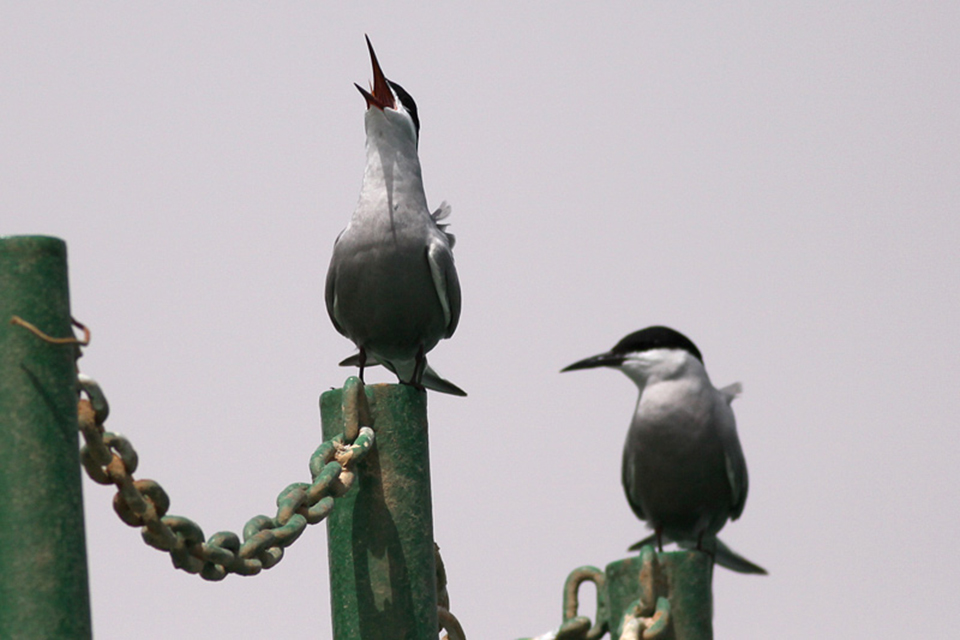 White-Cheeked Tern (Sternula albifrons)